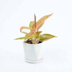Aglaonema Golden Powder Plant