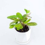 Maranta Leuconeura