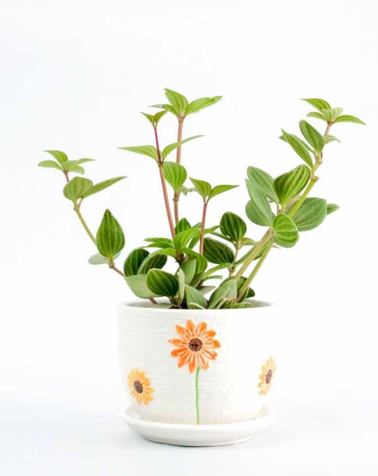 Peperomia Angulata