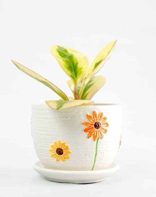 Peperomia Clusiifolia