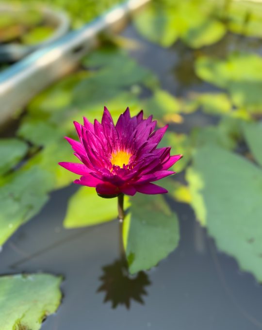 Processed with Focos