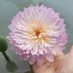 Anaporn waterlily